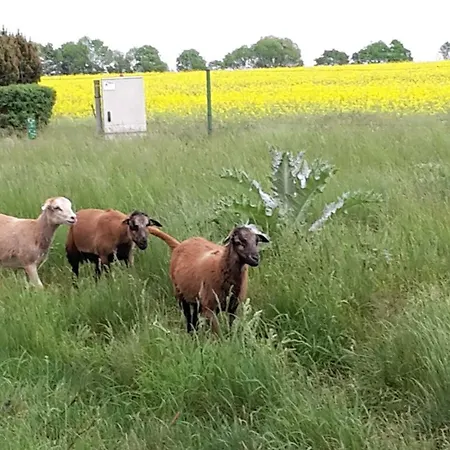 Zum Naturstrand Appartamento Tremt